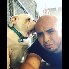 Compilation of bulldog's obsession with licking owner's head
