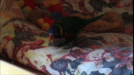 linotte luciole et maribelle