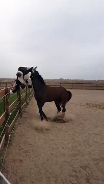 Un cheval joue avec un cheval... en peluche !