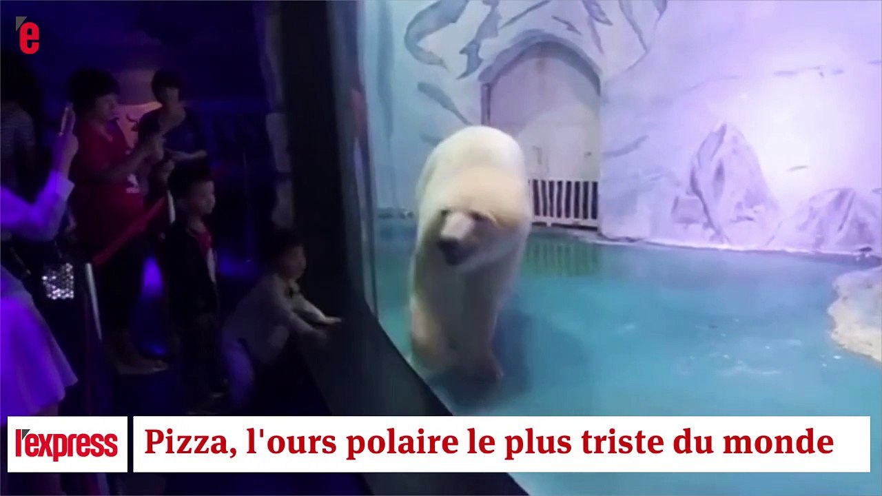 En captivité dans un centre commercial, Pizza est l'ours le plus triste du monde