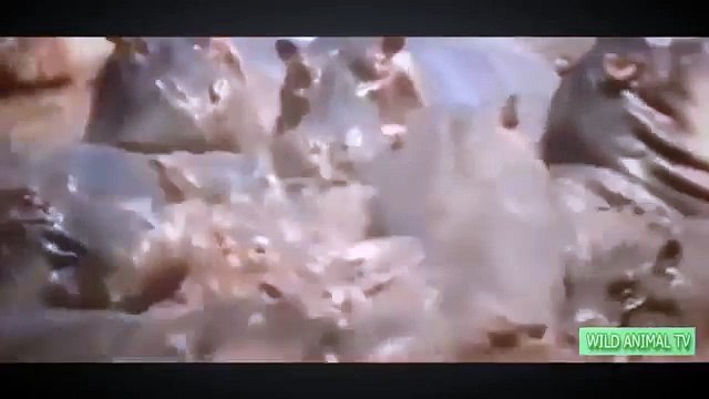 León vs Gran Mandril vs Buffalo Ataca y Mata, el Leopardo, el Tigre, el Oso y el Ciervo