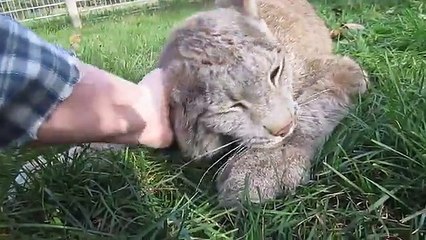 Cet énorme lynx se met à ronronner comme un chaton dès qu'on lui caresse la tête (vidéo)