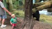 Un bambin voit un bébé gorille et décide de s'approcher de lui, mais ce qui se passe surprend tout le monde !