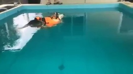 Un chien flotte dans une piscine