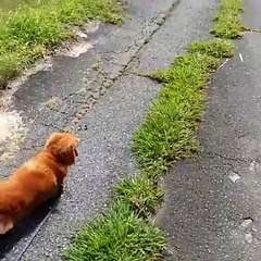 Réaction d'un chien quand son maître fait une chute