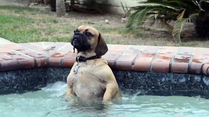 Ce chien adore le jet deau de la piscine