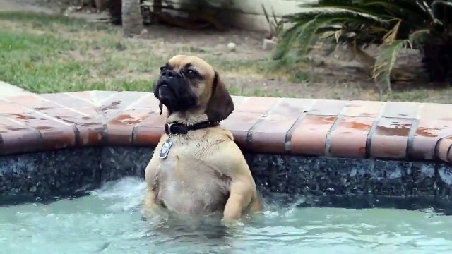 Ce chien adore le jet deau de la piscine