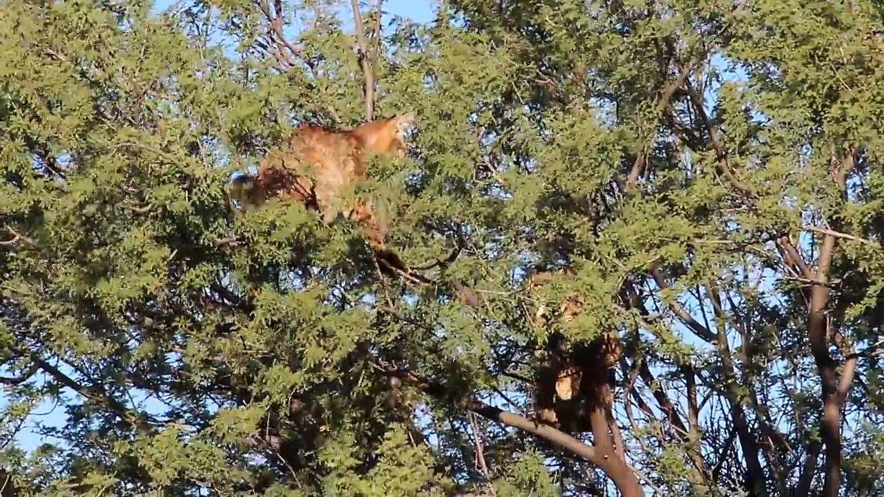 Affrontement entre 2 félins au sommet d'un arbre !