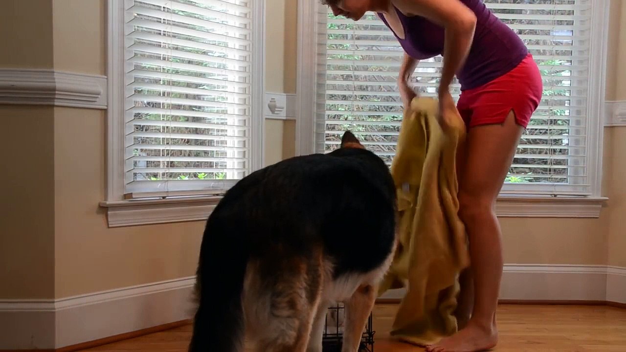 Regardez qui ouvre la cage du chien pour le liberer.. Incroyable