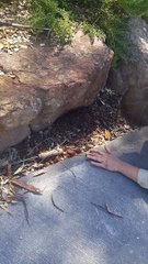 Face à face avec un serpent mortel!