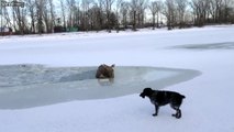 Cet homme et son chien sauve un orignal piégé dans un lac gelé