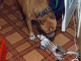 Un chien et un chaton bengal meilleurs potes c'est trop mignon