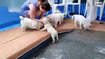 yüzme ögrenen yavru köpekler çok tatlı