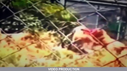 Most Shocking Animal Attacks On Humans Most Amazing Animal Attacks #11