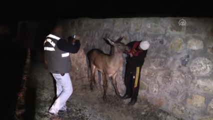 Yaralı Kızıl Geyik Tedavi Edildi