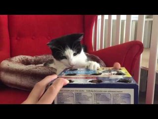 Genius Adapts 'whac-A-Mole' Game for Cats