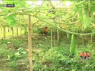 রাজশাহীতে সবজি-ফল চাষে বেড়েছে ফেরোমিন ফাঁদের ব্যবহার