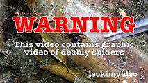 Scary Redback Spider Infestation Found I Need A NUKE part1