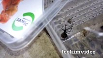 Scary Redback Spider Infestation Found I Need A NUKE part3