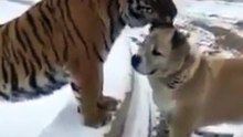 ДАЖЕ ХИЩНИК МОЖЕТ БЫТЬ...