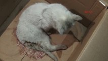 Bingöl Yaralı Kediye Üniversite Öğrencileri Sahip Çıktı