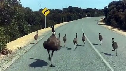 Une famille d'émeus court sur une route