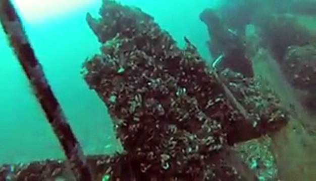 Un plongeur voit soudainement un énorme cargo passer juste au dessus de lui