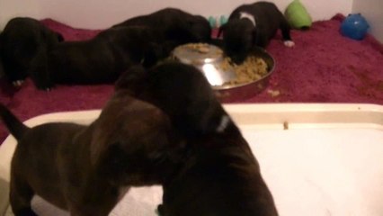 23ème vidéo Chiots de la 26ème portée de STAFFORDLAND