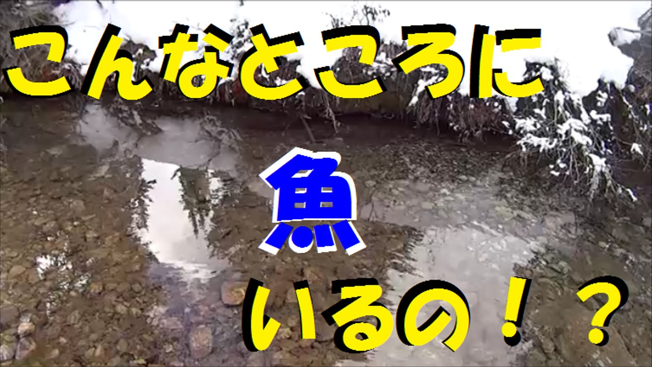 超激浅、透明ポイントで釣ってみた　   Fishing at Super Shallow Creek