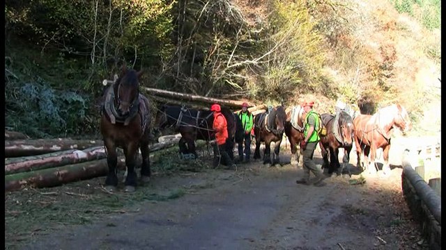 Débardage avec des chevaux de trait du site Natura 2000 des Gorges de la Canche.
