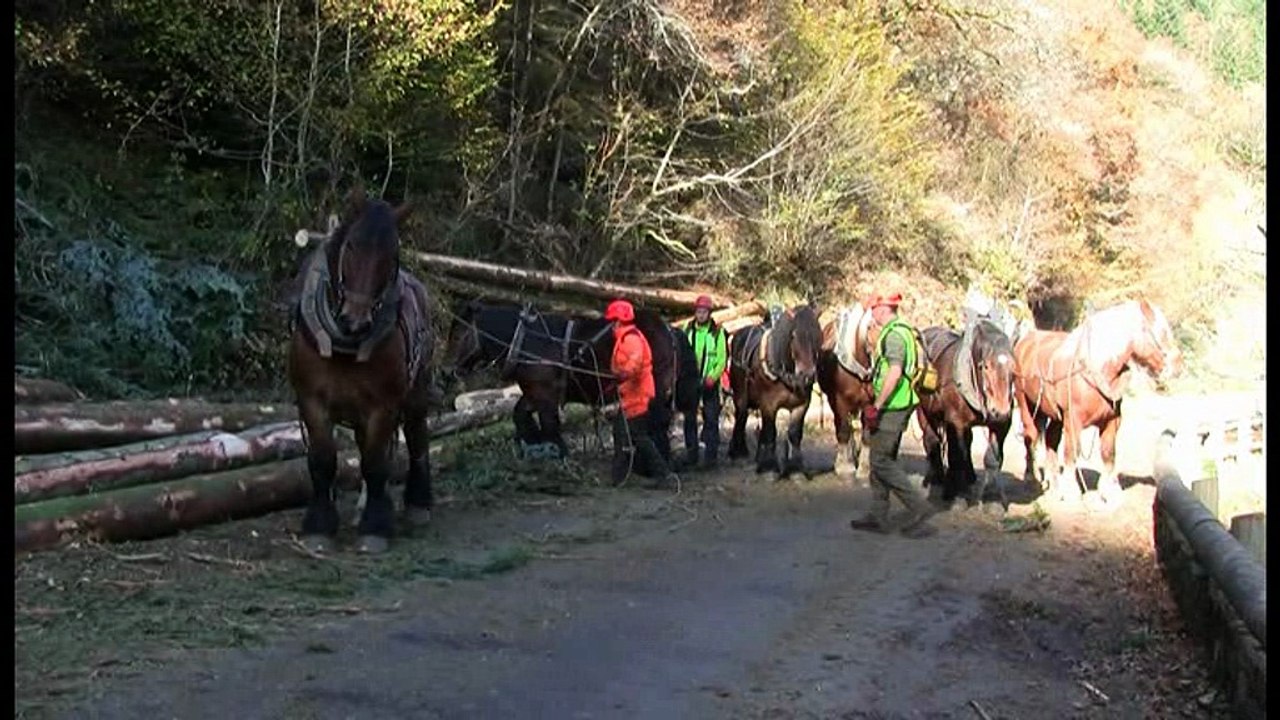 Débardage avec des chevaux de trait du site Natura 2000 des Gorges de la Canche.
