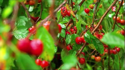 Jardin - Jardin d’automne, autour du sol