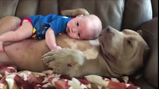 Cet énorme chien laisse ce bébé faire la sieste sur son ventre