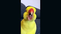 Chant du coq fait par un.. perroquet !!??