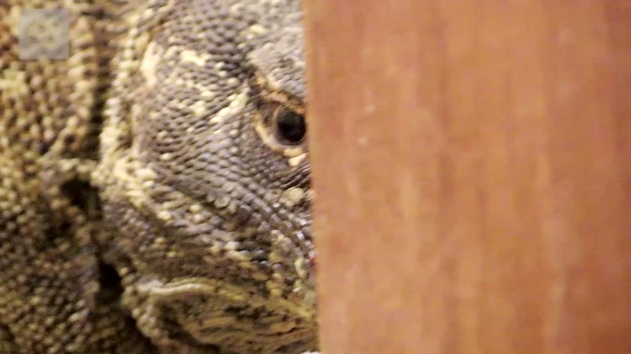 Quand un énorme dragon de komodo squatte ta douche...