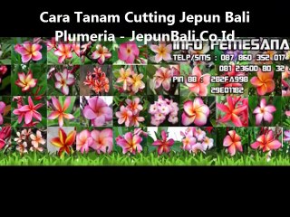 Cara Menanam Jepun Plumeria Bali Melalui CUTTING - JepunBali.Co.Id
