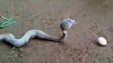 Bir beni yutmadığı kalmış :)