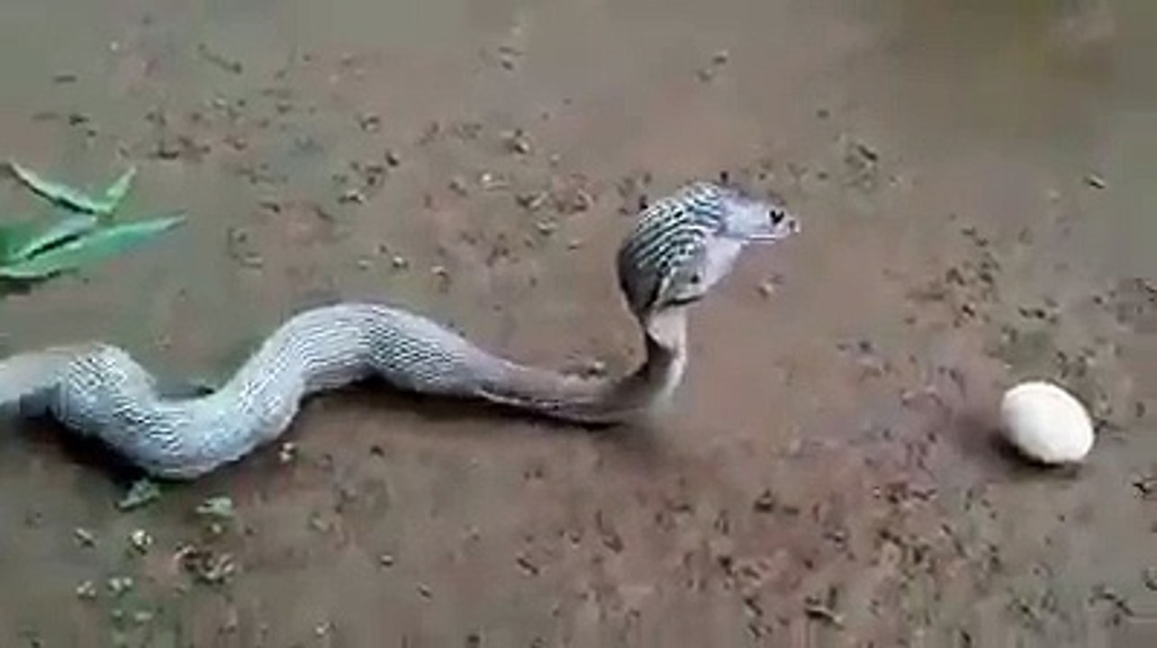 Bir beni yutmadığı kalmış :)