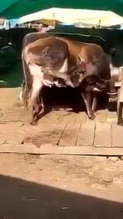 Kendi Sütünü Keşfeden İnek :)