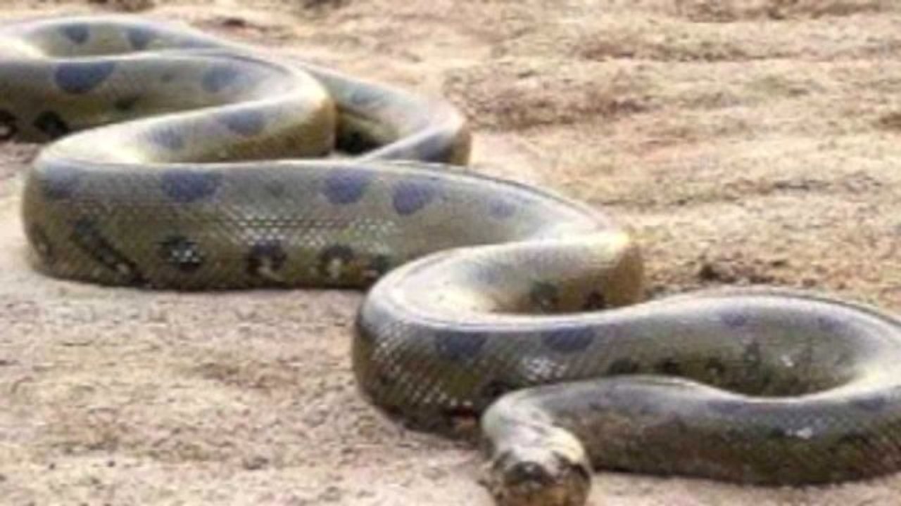 400 Kg Ağırlığında 10 Metre Uzunluğunda Dünya'nın En Büyük Yılanı