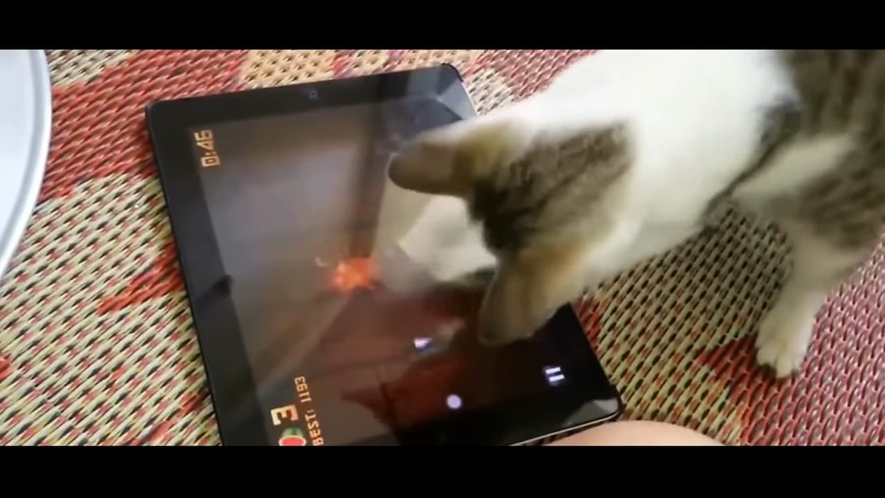 Funny Cat Fails