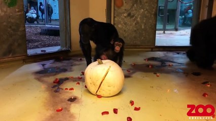 La réaction des chimpanzés face à une citrouille !
