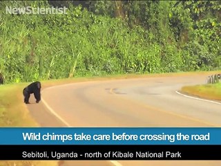 Des chimpanzes regardent avant de traverser