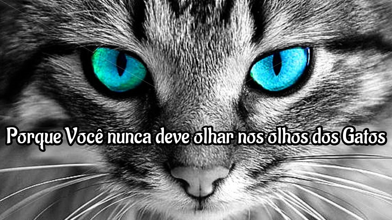 PORQUE VOCÊ NUNCA DEVE OLHAR NOS OLHOS DOS GATOS
