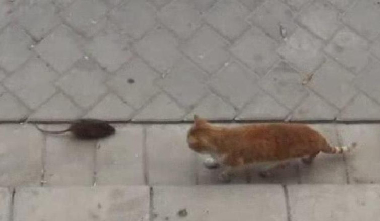 Fare, kediye böyle kafa tuttu