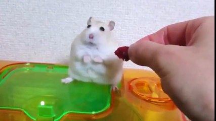 Мышка почувствовала предательство