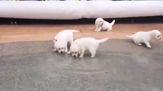 5-week-old puppies go swimming for the first time together!