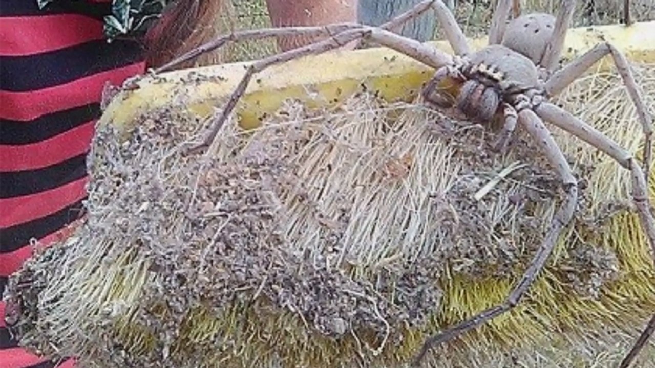 Une araignée géante découverte dans le queensland en Australie Vidéo Dailymotion