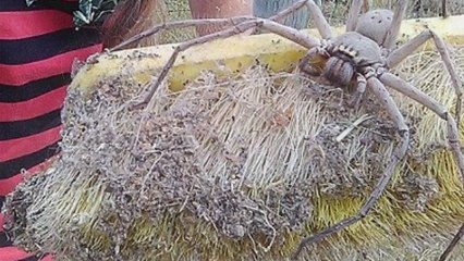 Une araignée géante découverte dans le queensland en Australie