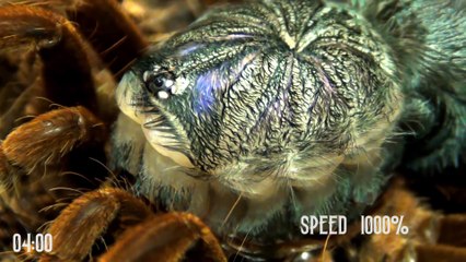 Des scientifiques installent une caméra en forêt, ce qu'ils captent est un vrai cauchemar!